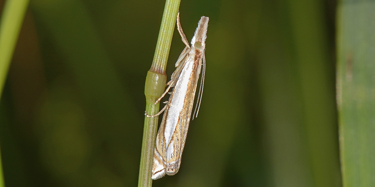 Crambidae? S, Crambus pascuella